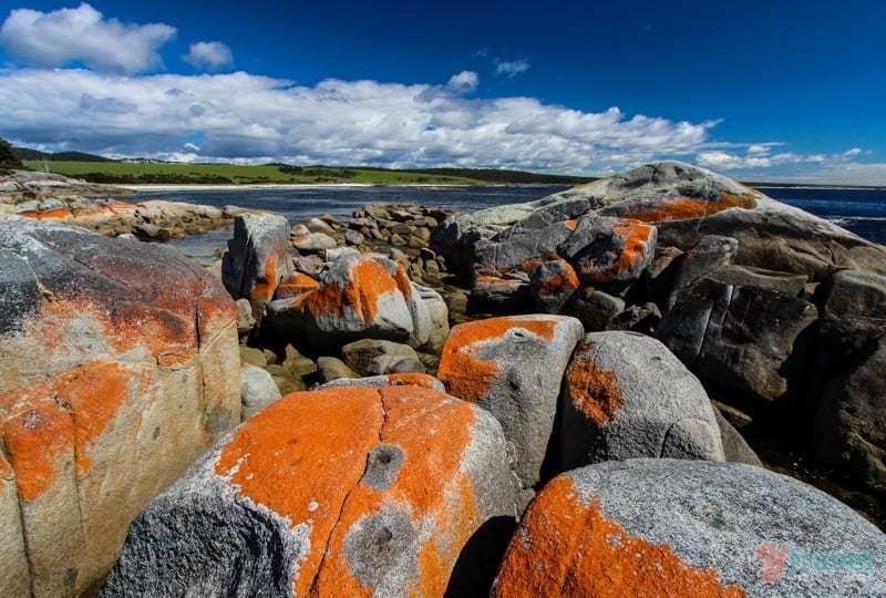 orange rocks on beach Bay of Fires, Tasmania, Australia