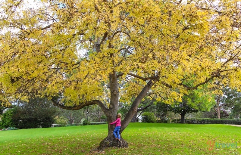 girl climbing tree wtih yellow leaves