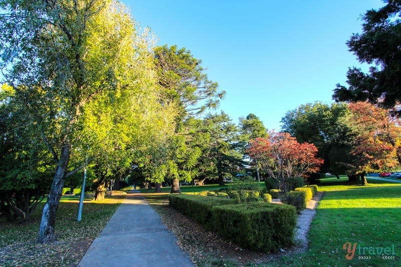 garden with hedges and trees