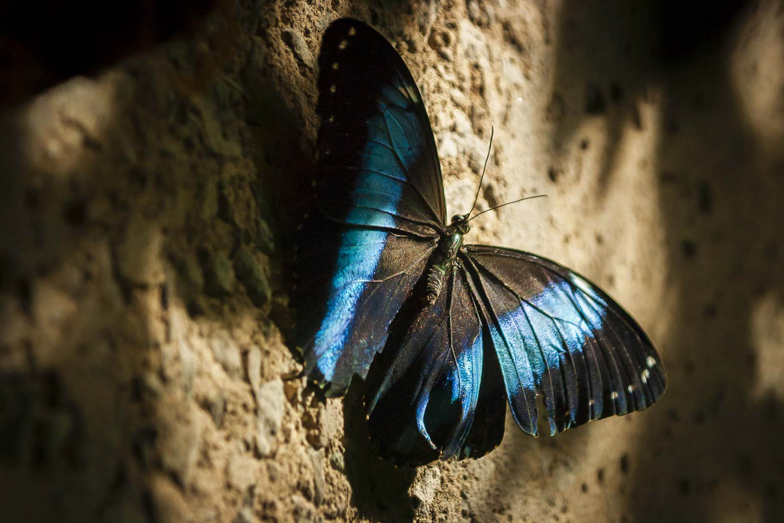 Top things to do in Houston Cockrell Butterfly Center