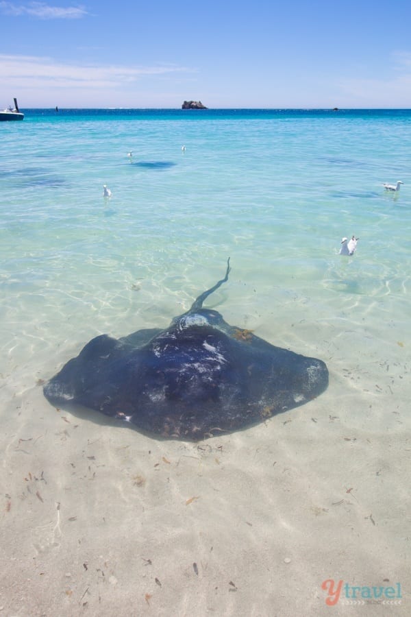 Stingray at Hamlin Bay, Margaret River Region, Western Australia