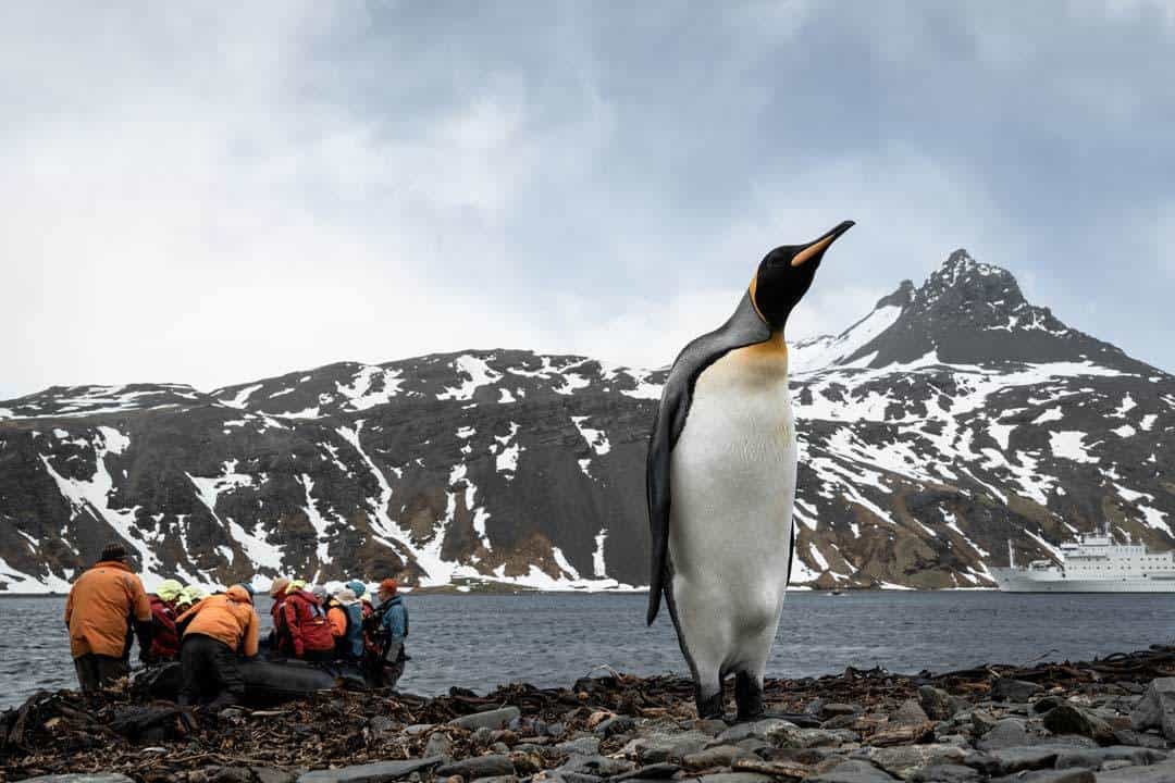 King Penguin Grytviken South Georgia