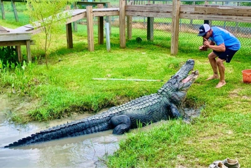 A handler at Gator Country Adventure Park feeds a large alligator in Beaumont, Texas