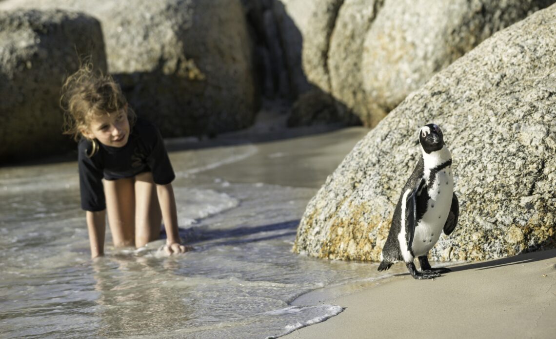 Young girl in shallow water follows a little jackass penguin,  Boulders Beach National Park, Simon's Town, South Africa