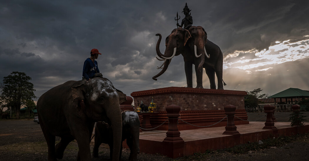 Thailand’s Unemployed Elephants Are Back Home, Huge and Hungry