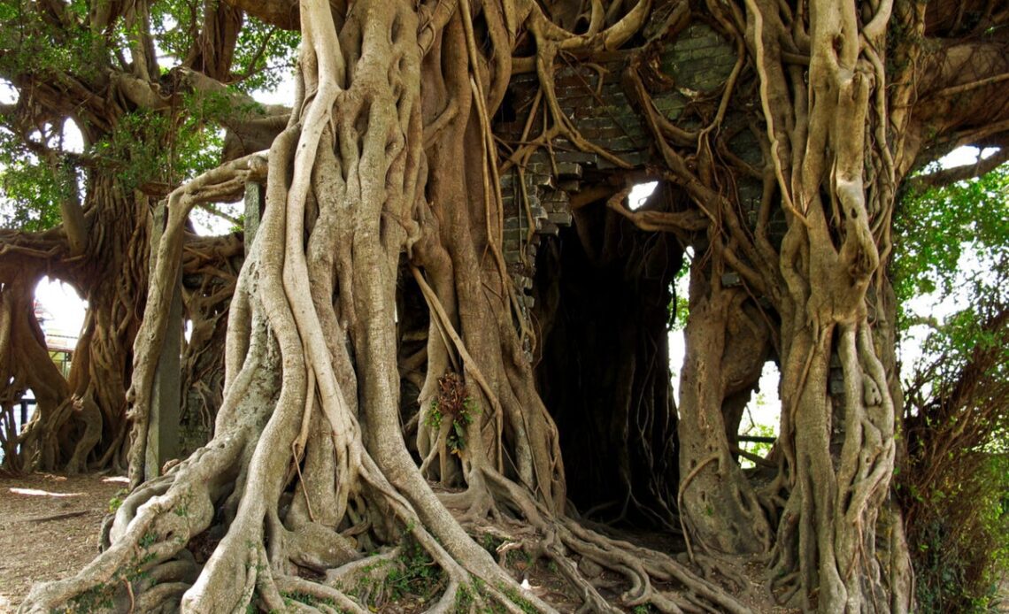 Tourist arrested for stripping naked by sacred tree in Bali