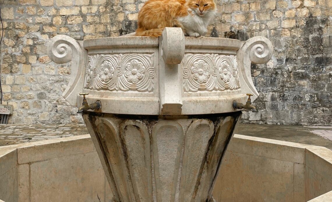 Welcome to Kotor, Montenegro’s medieval Balkan town that’s a cat lover’s dream