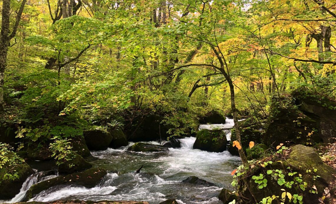 The pretty nature surrounding the Oirase Stream