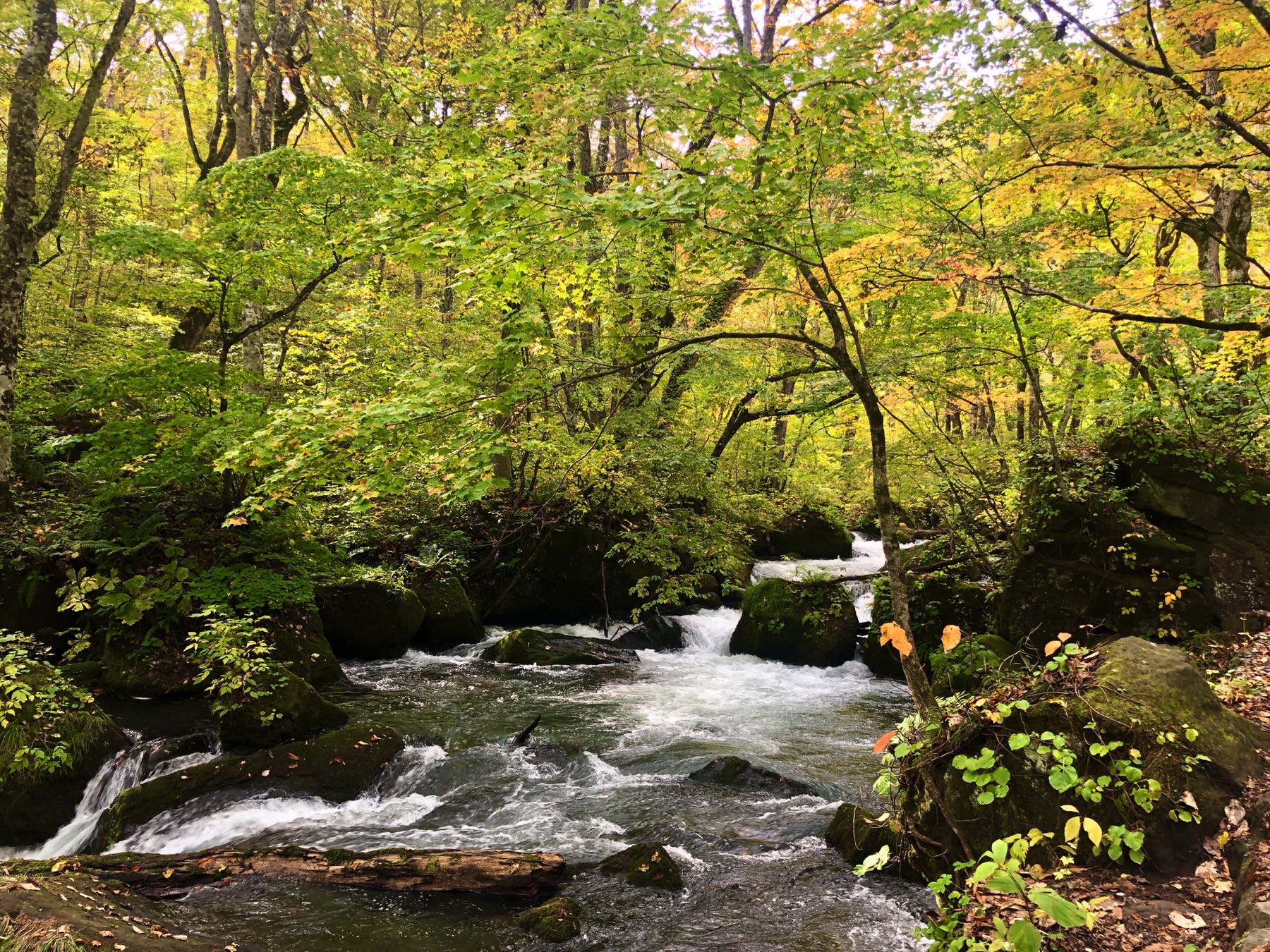 The pretty nature surrounding the Oirase Stream
