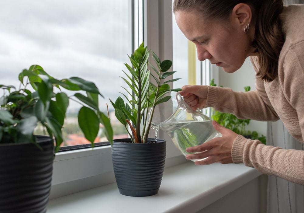 woman watering plants on windowsill at home