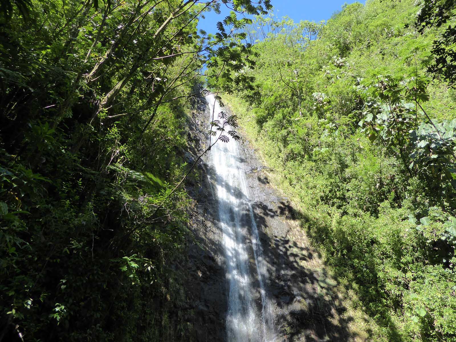 Best Hikes in Oahu Manoa Falls Trail