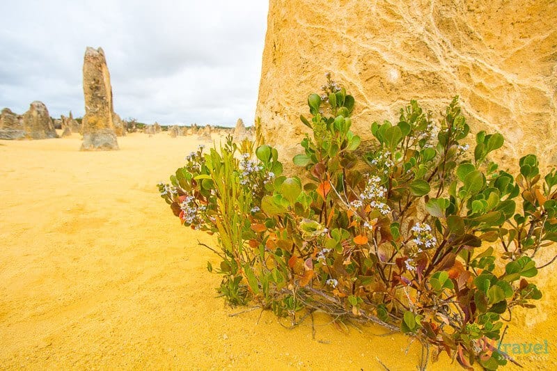 close up of plants next to the pinnacles rock in the desert