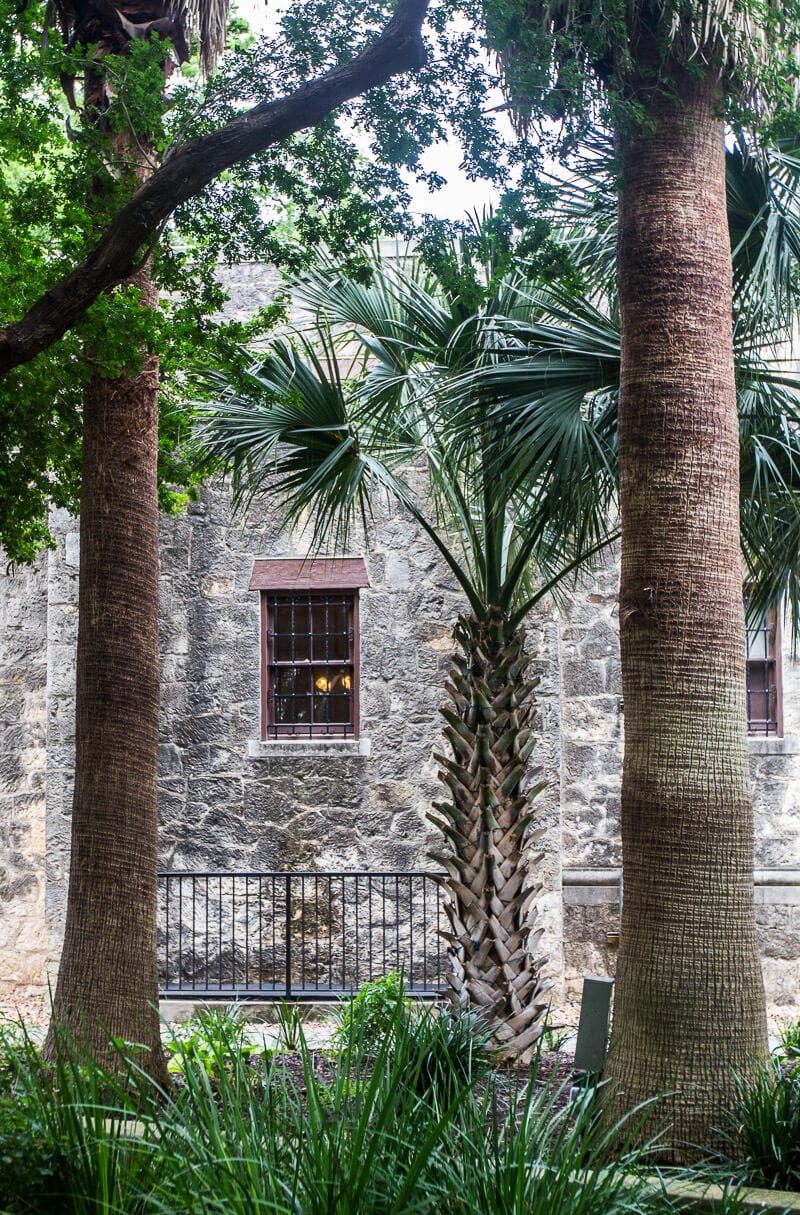 Tpalm trees beside the stone wall of the he Alamo