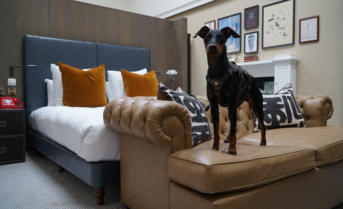 Best UK dog-friendly hotels 2023