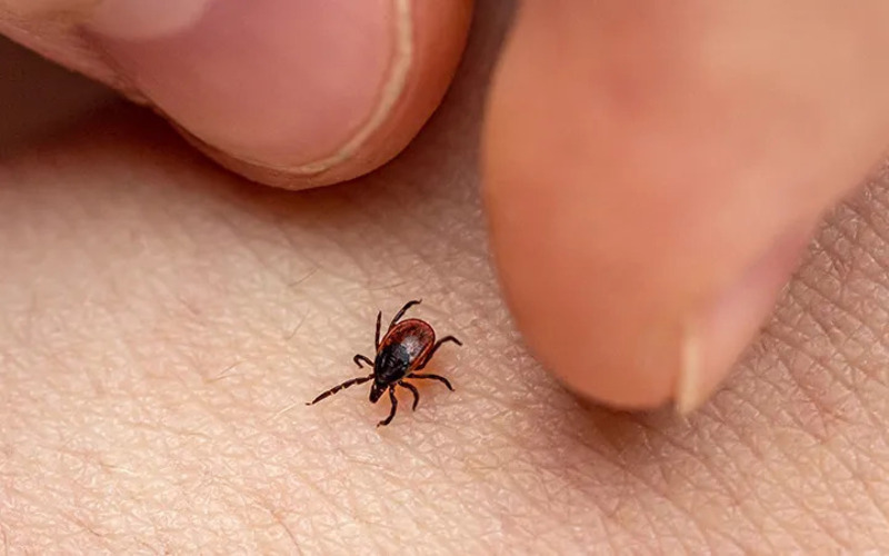 Why Are Tick Bites Bad