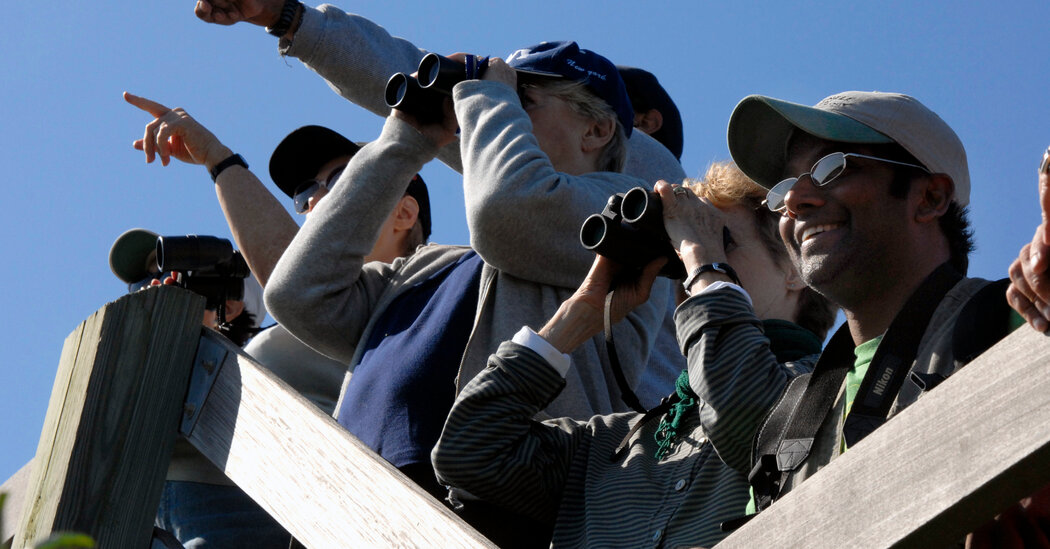 Go Birding With The Times This Summer