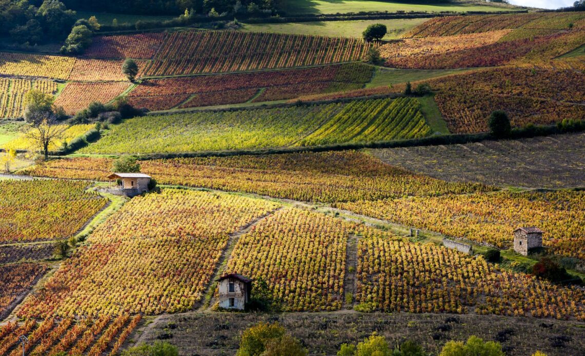 Aerial of sun-dappled vineyards in Burgundy.