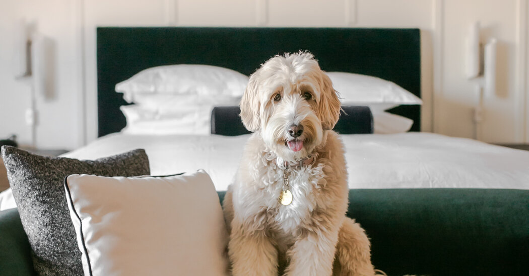 Hotels Roll Out the Red Carpet for Pets