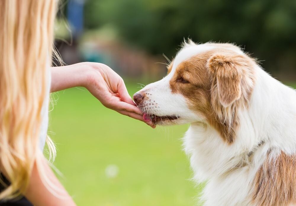 how to become a pet sitter