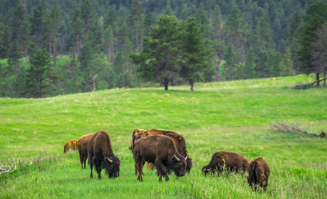 Top Things to do in Custer State Park South Dakota