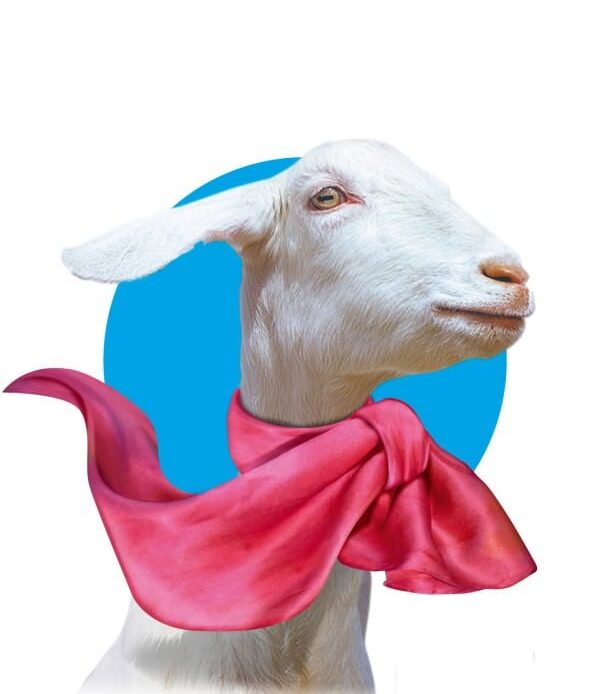 A goat with a red scarf