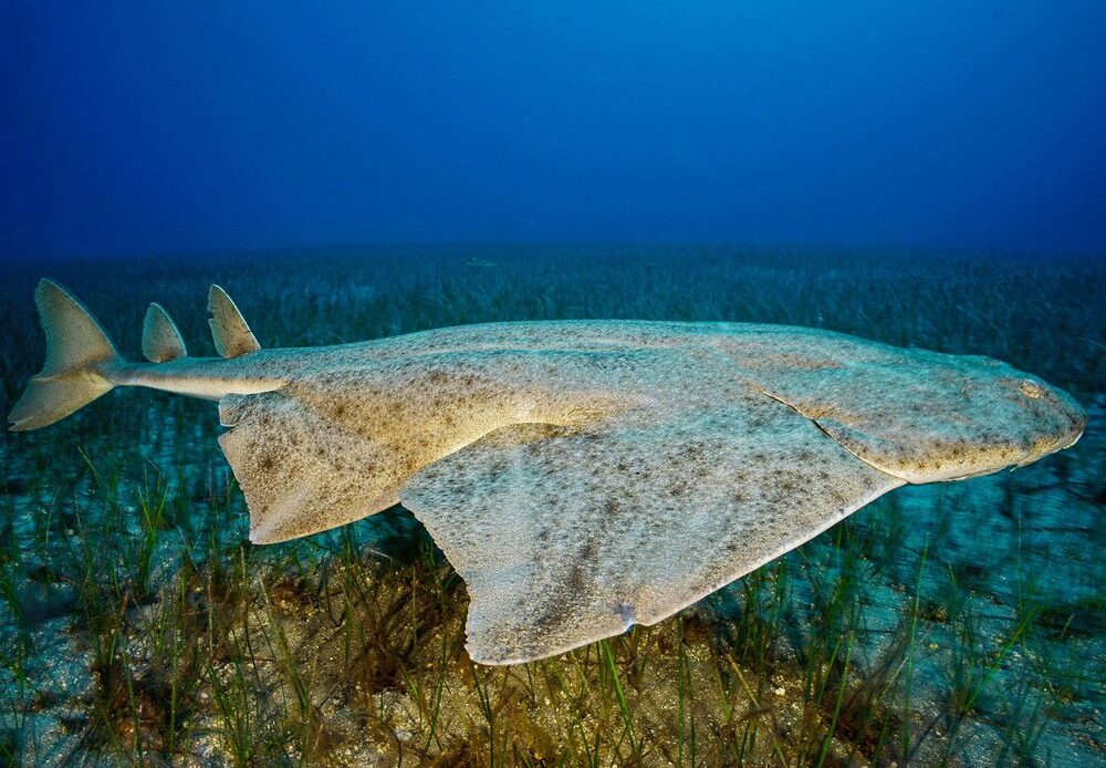 Angelshark Swimming