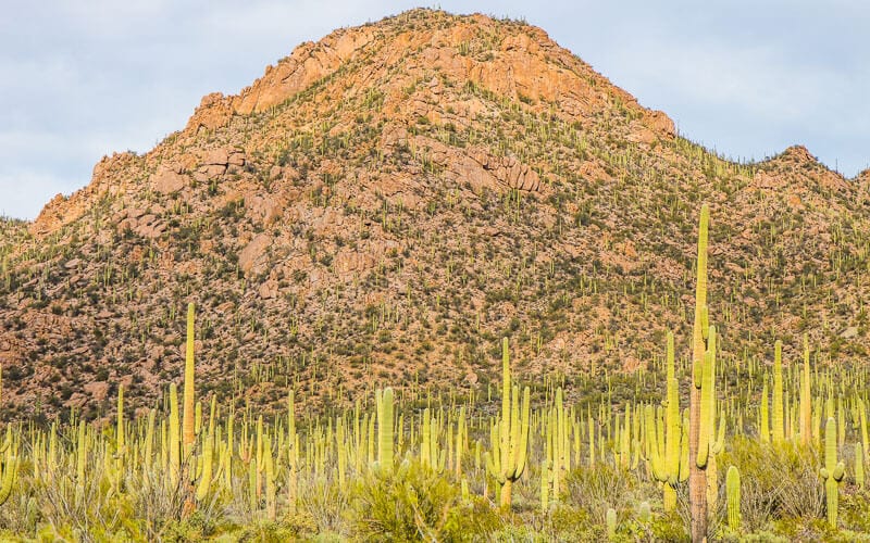 cacti with a mountain in the background