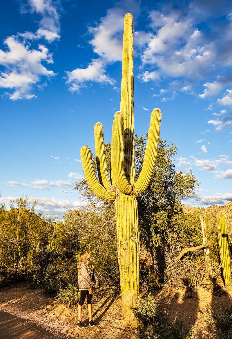 close up of a cactus