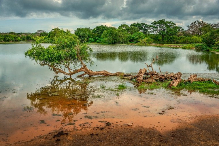 Top Safari Destinations - Sri Lanka