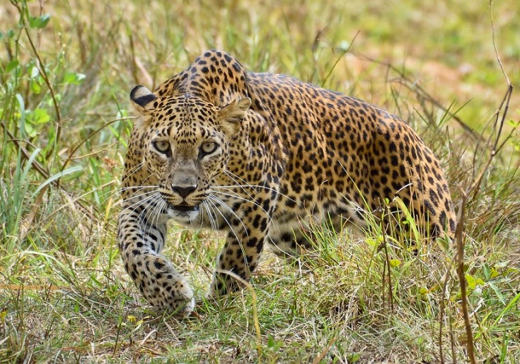 Wildlife in Yala National Park Sri Lanka