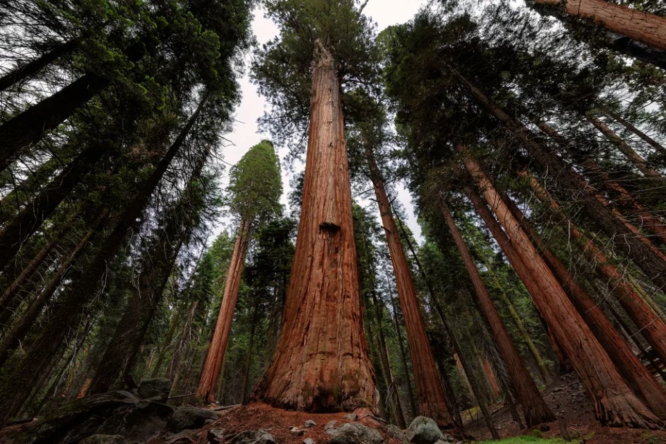 New
Remove BG

Save

Share

Sample

New
Giant Sequoia Trees, Sequoia National Park, California, USA