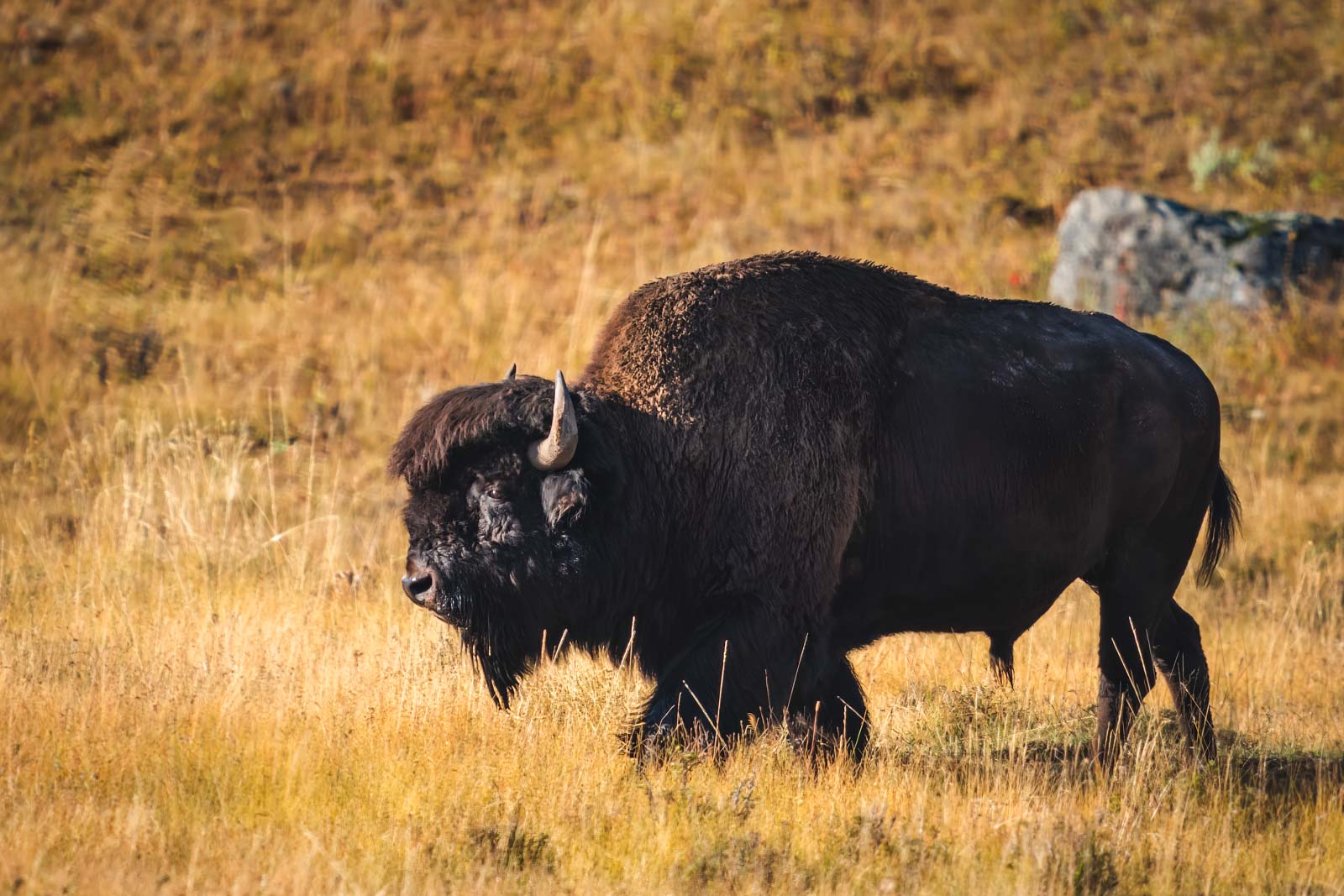 Best-Cabin Rentals Near West entrance of Yellowstone National Park