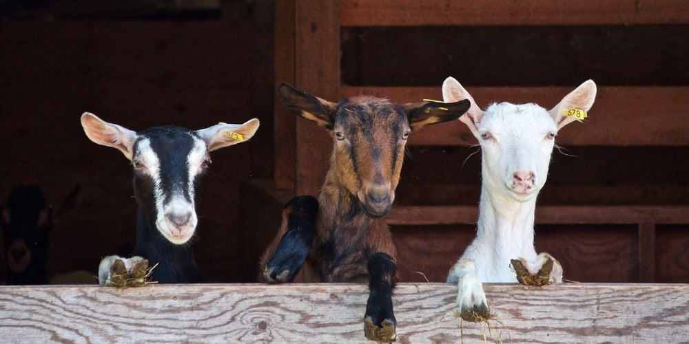 Three goats together