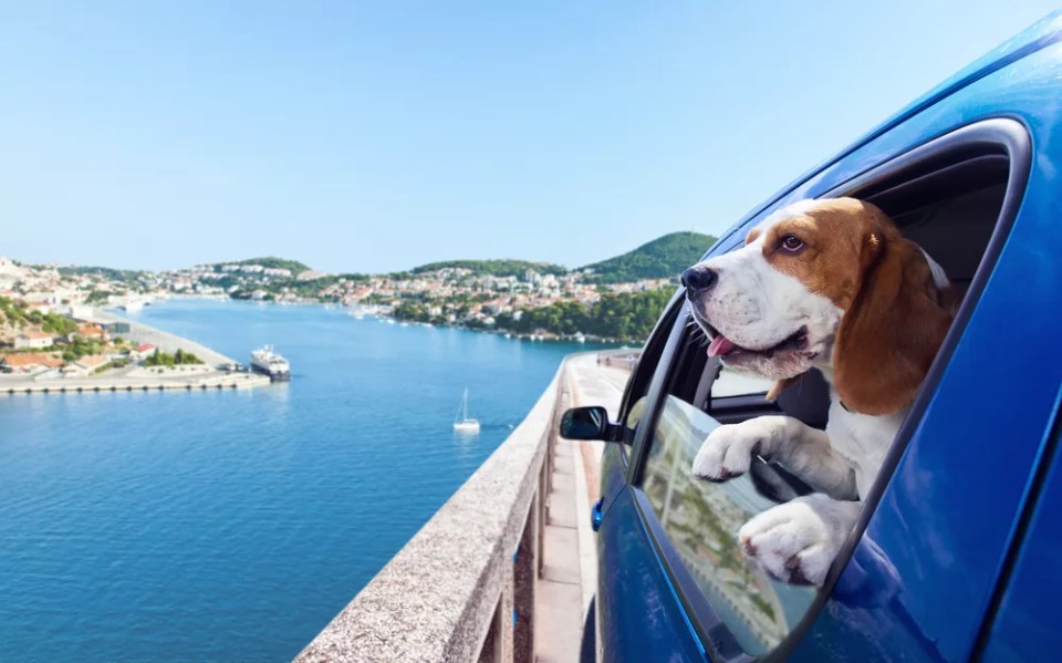 The cute beagle  travels in the blue car