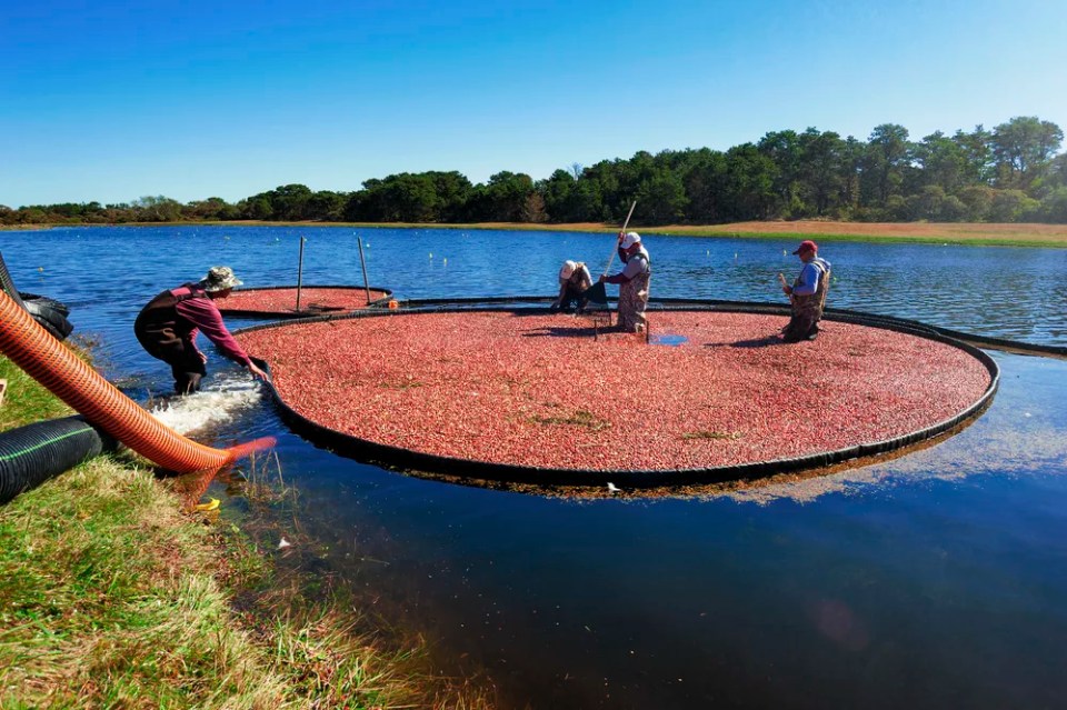 Nantucket Cranberry Festival, famous tourist attraction and Landmark of Nantucket Island.