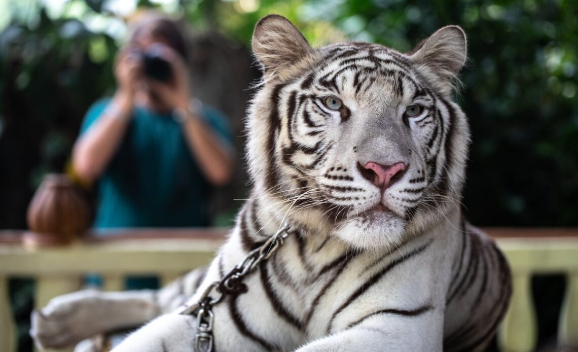 A wildlife charity is urging UK tourists to stop taking souvenir photographs with captive animals when they’re on holiday