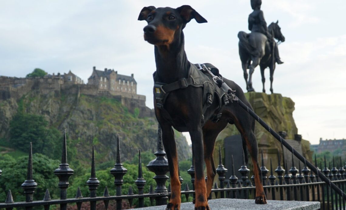 Best dog friendly hotels in Scotland 2023: Where to stay with pets on a Scottish holiday