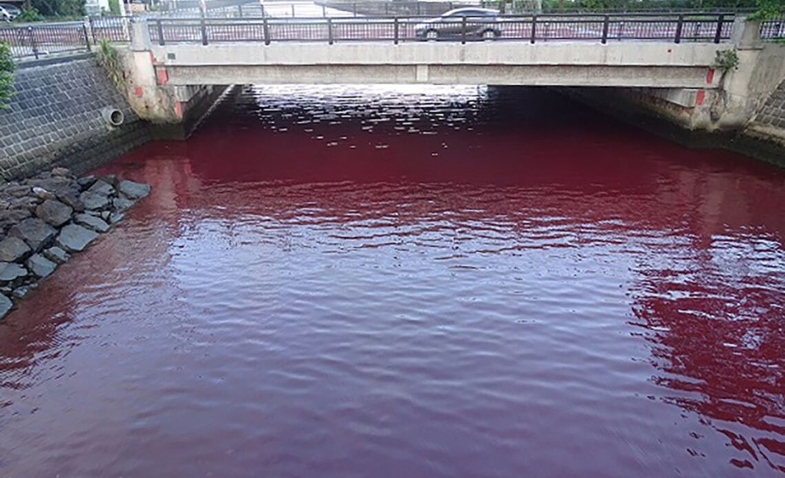 The red seawater is thought to have been caused by a coolant leak at the brewery.
