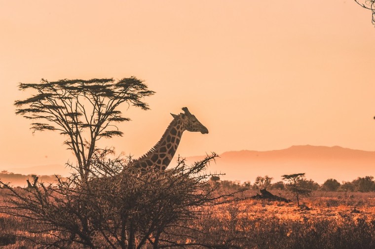 Luxury Safari Guide to Kenya for First Timers