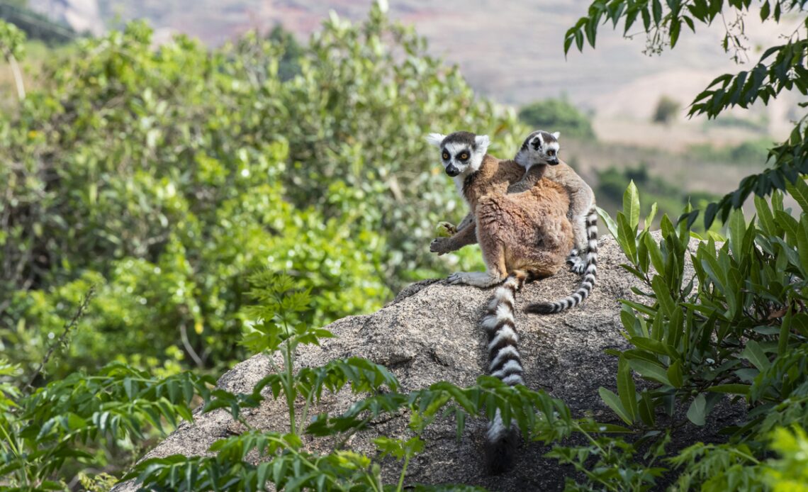 Madagascar travel guide 2023: Places to visit and top activities