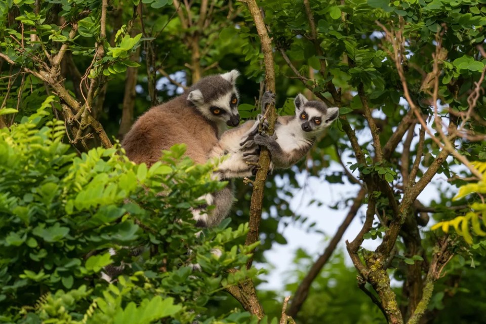 Ring-tailed Lemur - Lemur catta