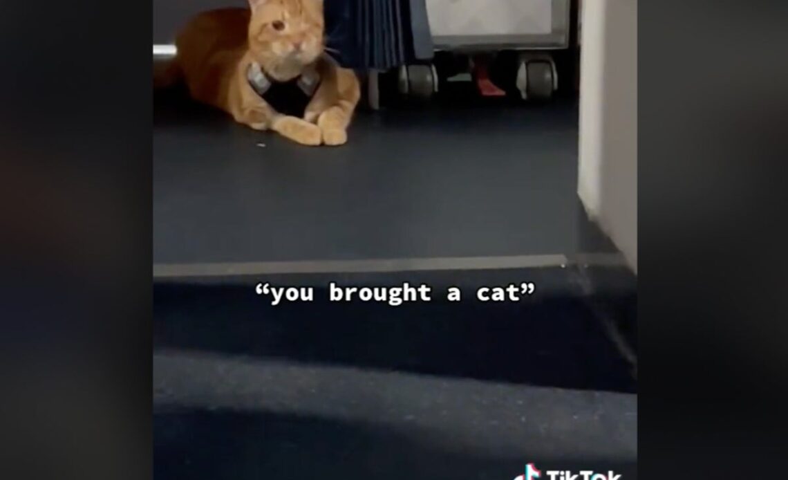 One-eyed cat escapes its carrier to explore the cabin on a Delta flight