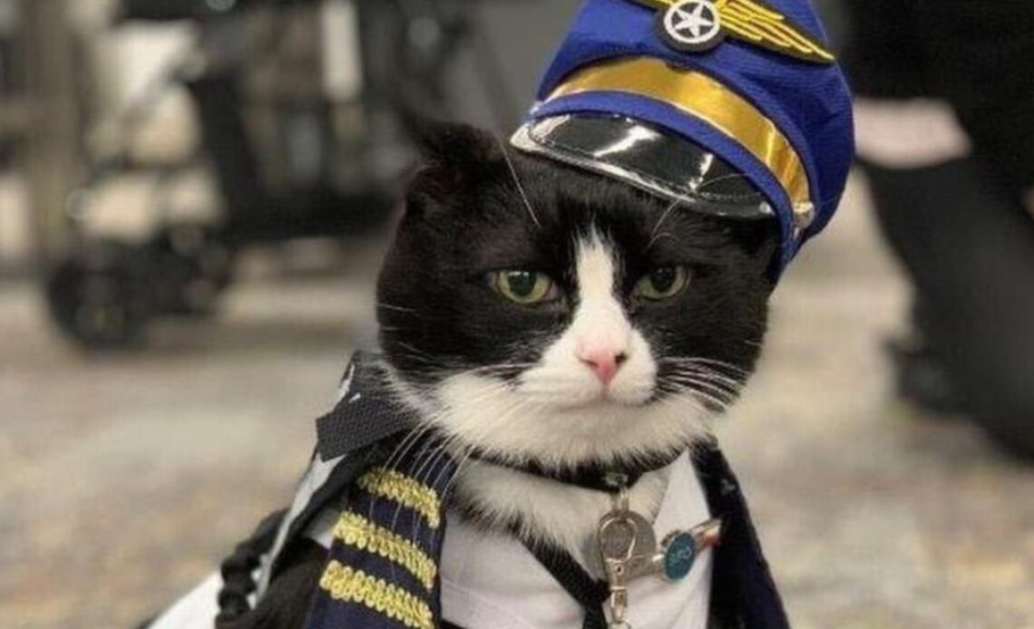 San Francisco Airport hires cat named Duke to calm travellers