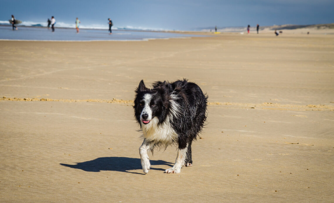 Traveling with a dog by car: tips for a paw-some experience