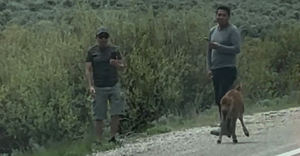 Two People Are Sought in Harassment of a Bison Calf at Grand Teton National Park