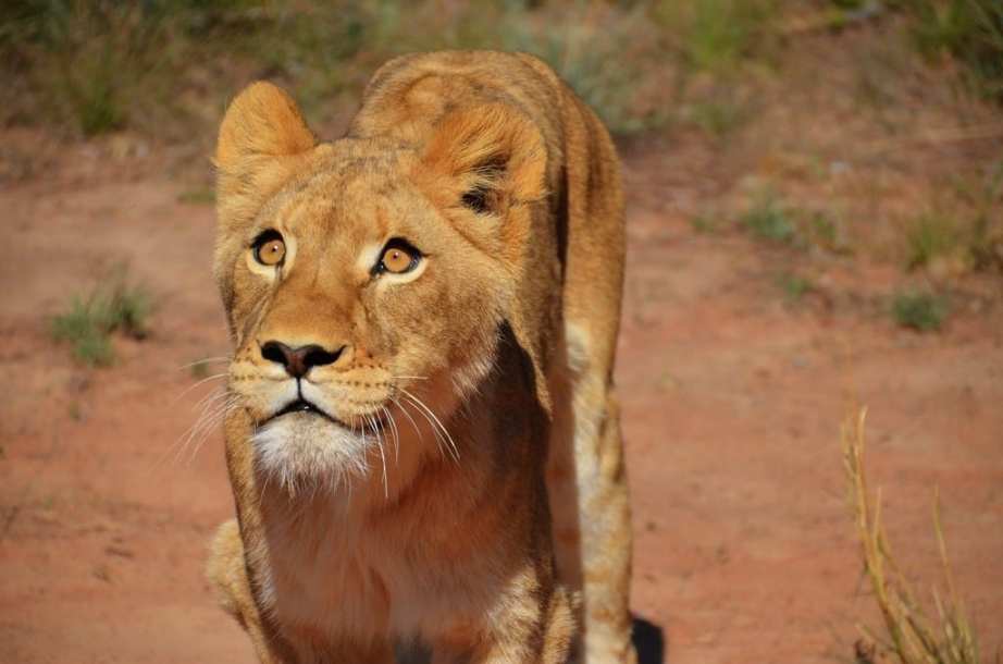 Lion South Africa