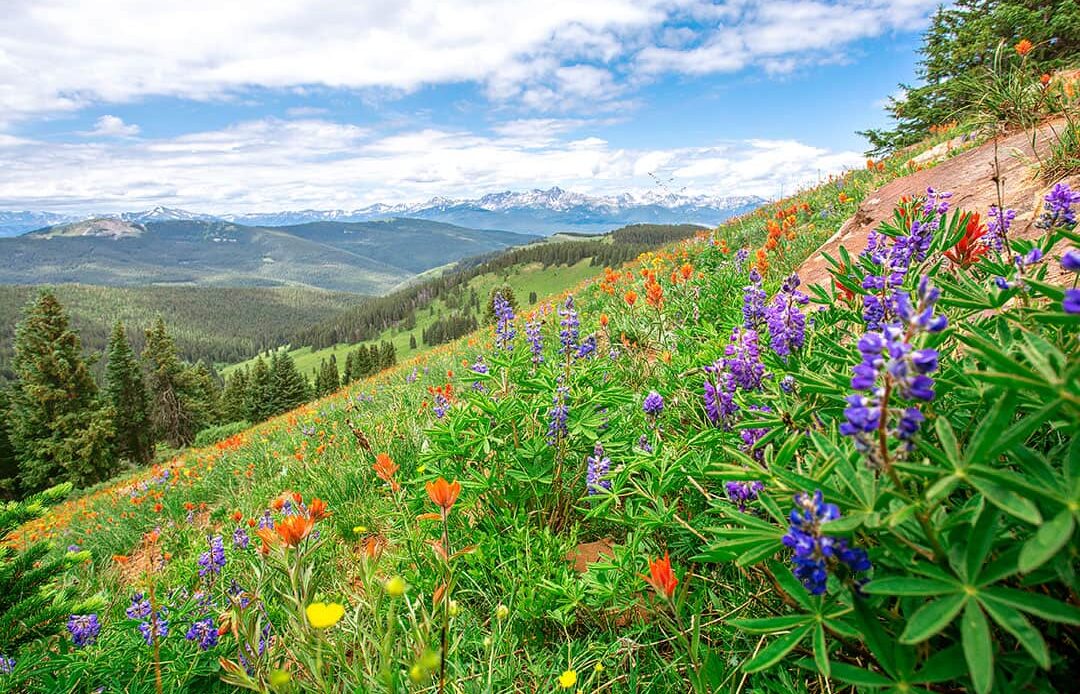 shrine pass colorado wildflowers