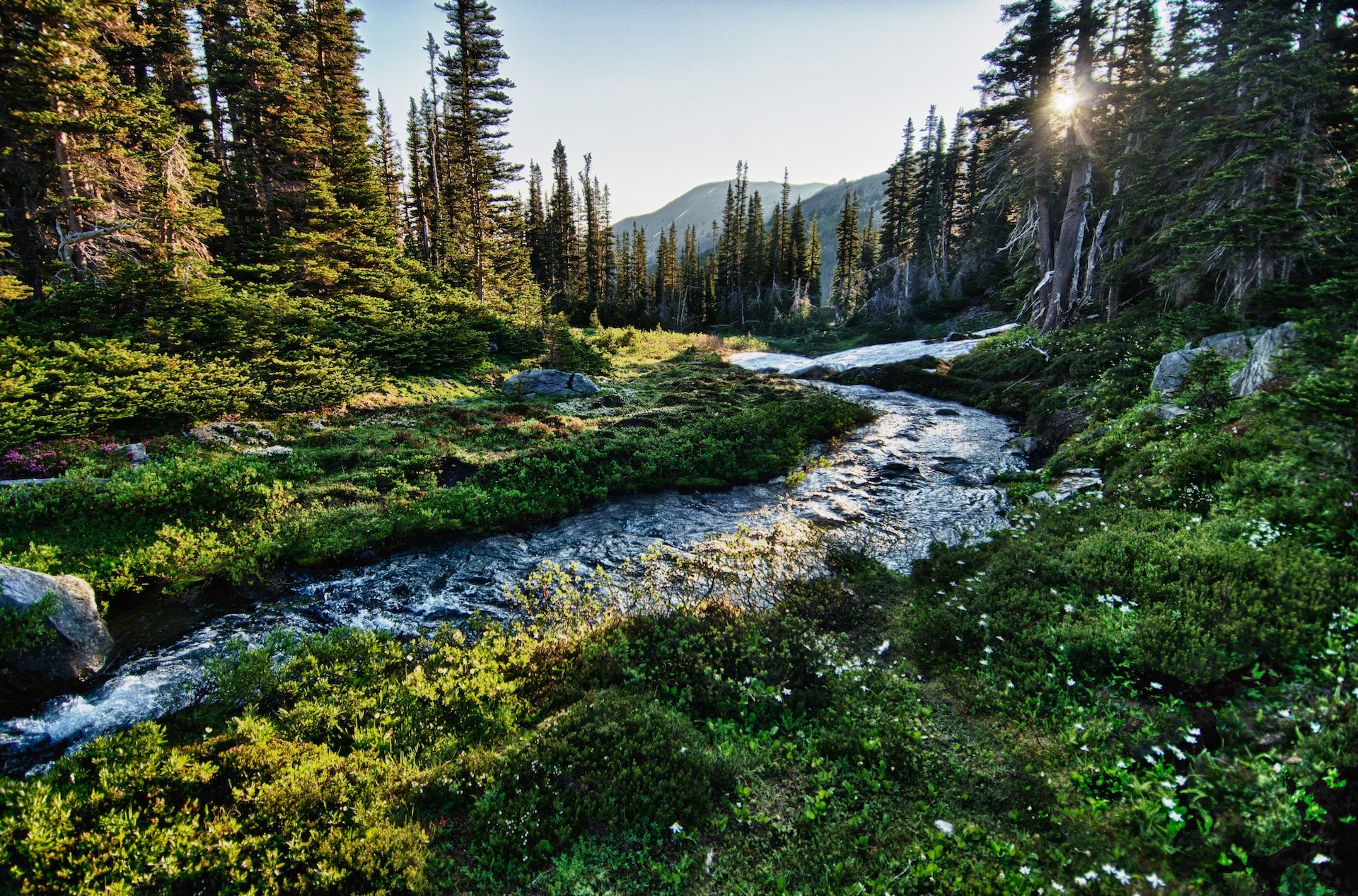 Olympic National Park (photo: Jachan DeVol)