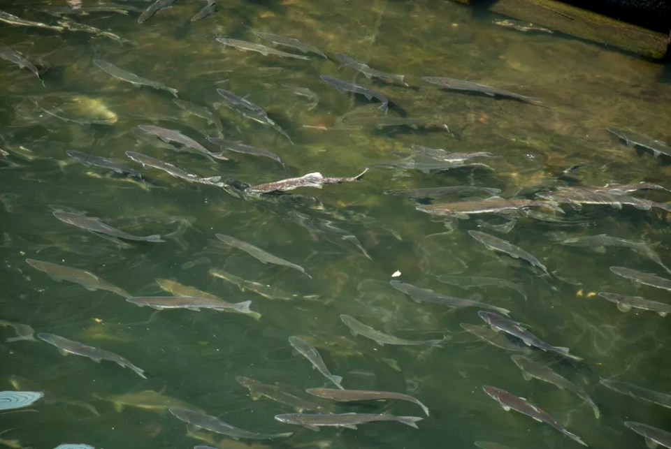 Salmons in Alaska USA - Ketchikan Creek River