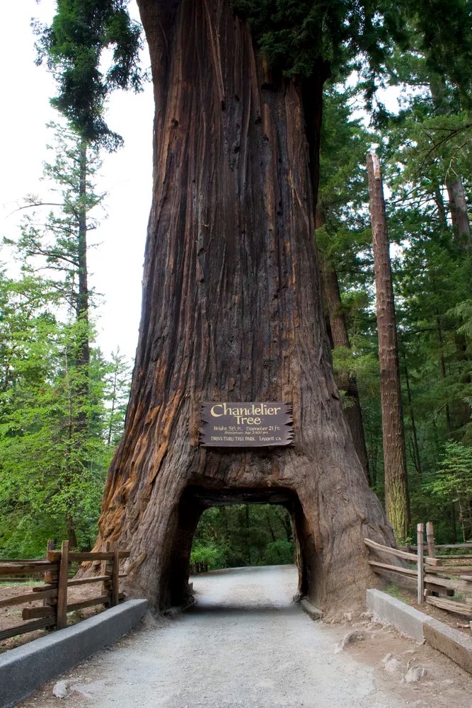 A giant sequoia tree with a hole in the base large enough for a car to drive through